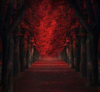 Красная секвойя