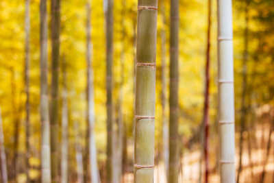bamboo