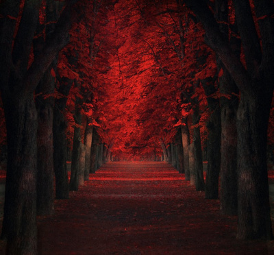 Красная секвойя