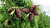 kedr2-_1_